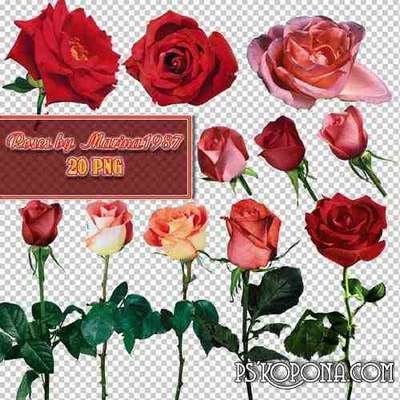 20 PNG, Roses, images with transparent background