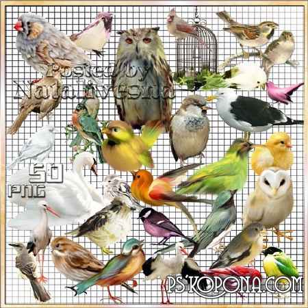 Clipart- Multi-colored birdies - nevelichka 2