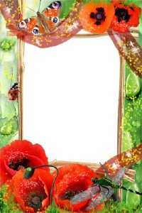 Framework Poppies in dew Framework Poppies in dew