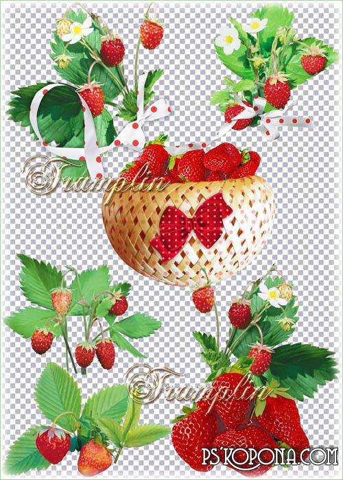 Clipart on a transparent background - Strawberries - ripe and fragrant