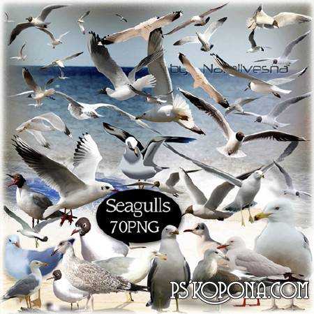 Clipart in PNG - Seagulls over the sea soar...
