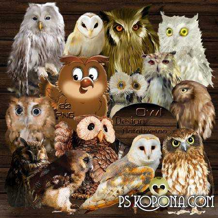 Clipart in PNG - Owls - Fantastic birds...