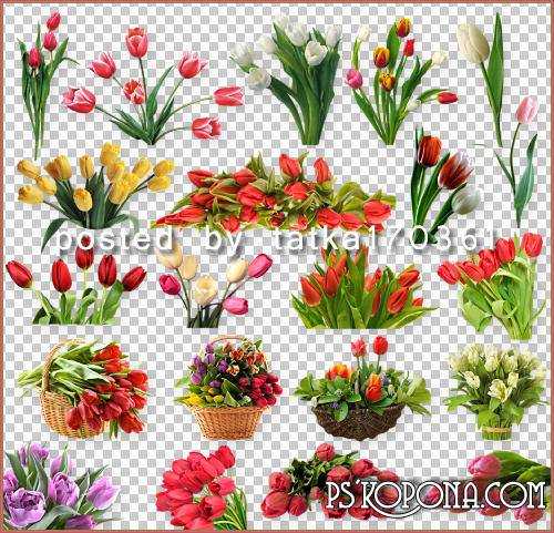 Floral png for Photoshop - Spring tulips png images