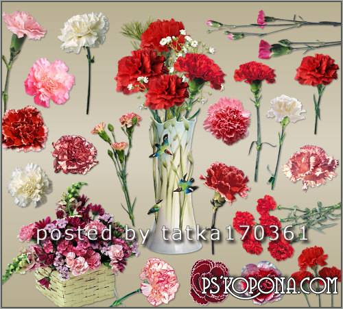 Flower clipart for Photoshop - Carnation different varieties