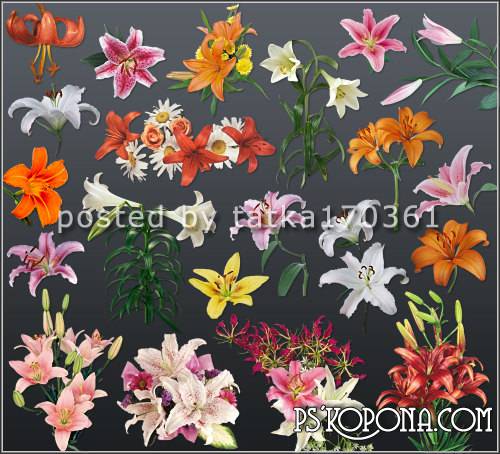 Flower clipart for Photoshop - Lilies garden