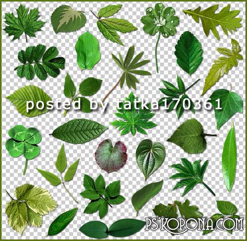 Clipart for Photoshop - Green leaves of different trees