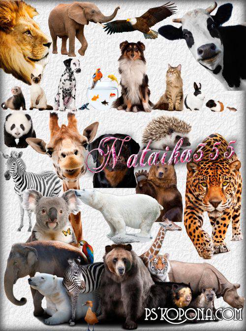 PSD, 15 PNG, Cute Animals on transparent background