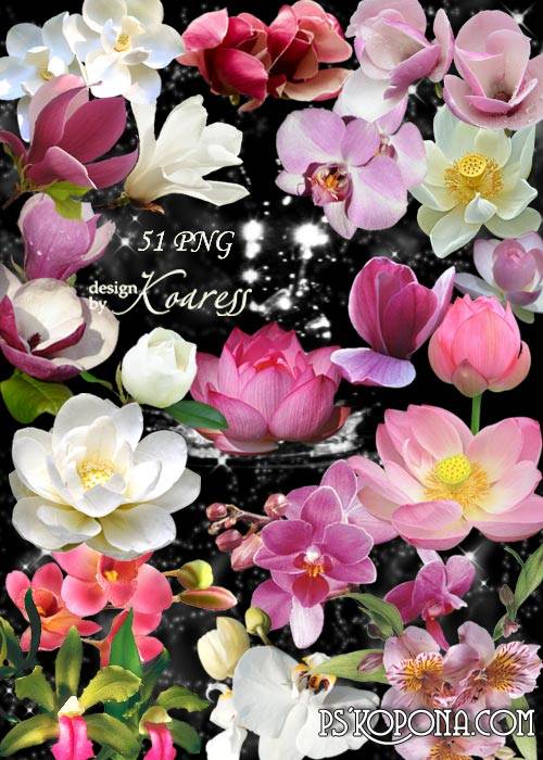 51 PNG, lotus, water lily, orchids, Exotic flowers on transparent background