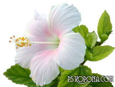 125 PNG, Hibiscus on transparent background