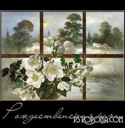 Christmas Rose png images - hellebore on a transparent background Christmas Rose png images - hellebore on a transparent background