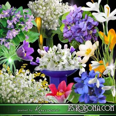 Spring flowers png images, violets, snowdrops, lilies, crocuses, png with transparent background