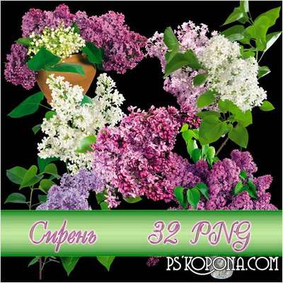 Lilac png images on a transparent background - Free download