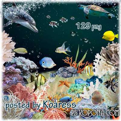 Png clipart - sponges, stones, seashells, starfish and other inhabitants of the coral reef on a transparent background