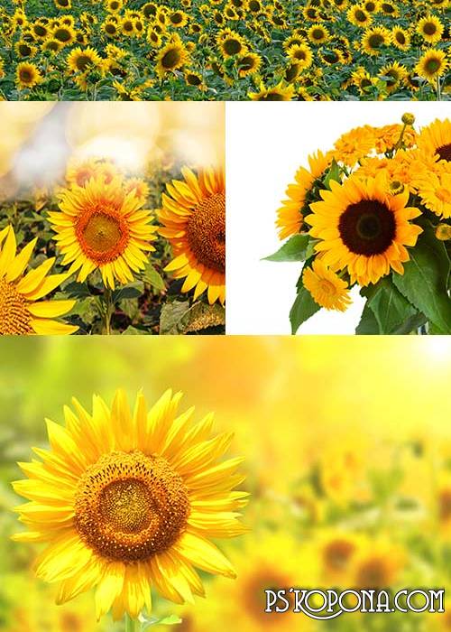 Sunflowers Backgrounds 2