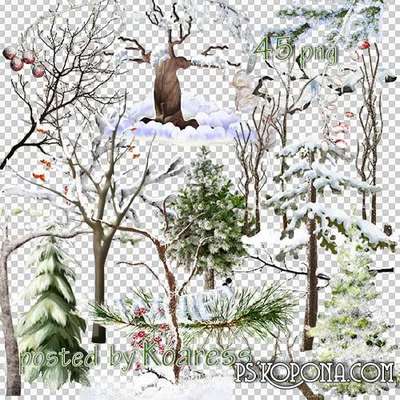 PNG Clipart for design - trees and branches in winter in the snow