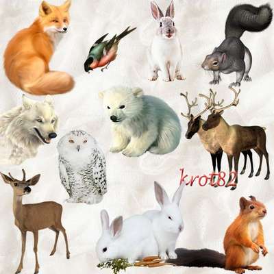 Collection graphics png for photo design birds and animals