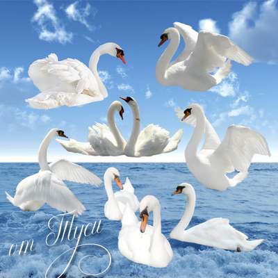 Clipart png - White swan png on a pond