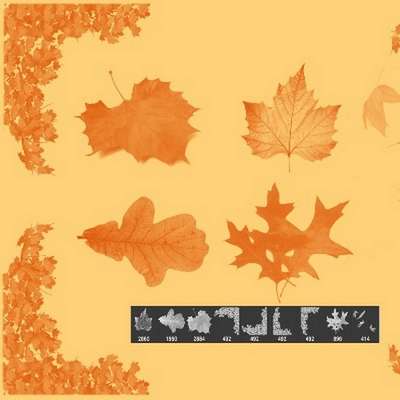 Free Photoshop brushes - Autumn leaves Free Photoshop brushes - Autumn leaves