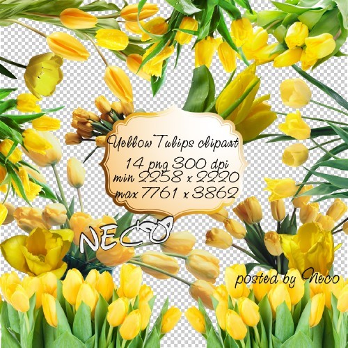 14 PNG, Yellow Tulips, images with transparent background