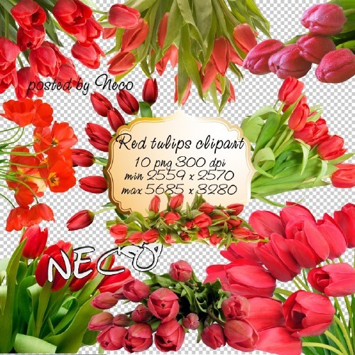 Red Tulips