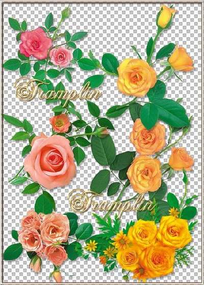 Roses png on a transparent background download - And gentile and prickly (free 9 png)