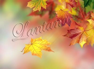 PSD Templates - Autumn scatters gold again by the will of heaven PSD Templates - Autumn scatters gold again by the will of heaven