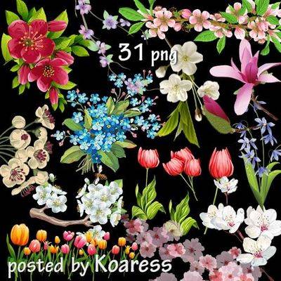 Clipart Png images for design spring flowers on a transparent background