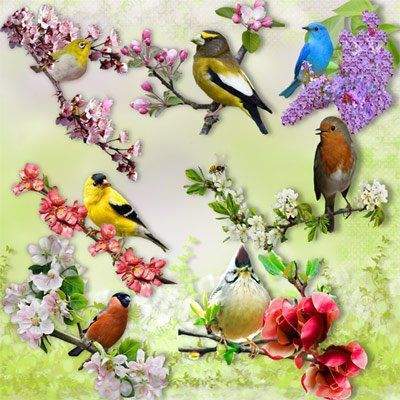 9 PNG, Spring Birds on transparent background,  4000х4000 px