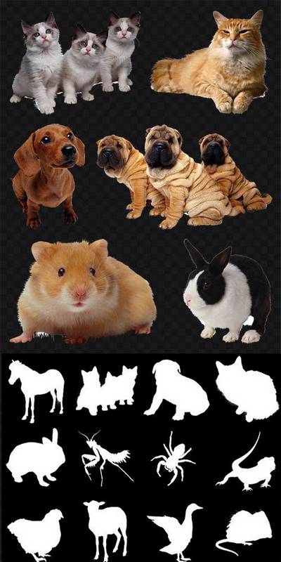 Animals Clipart PNG images