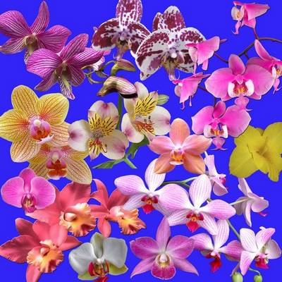 Free PSD Clipart Orchid - flower PSD elements Orchids Transparent Background