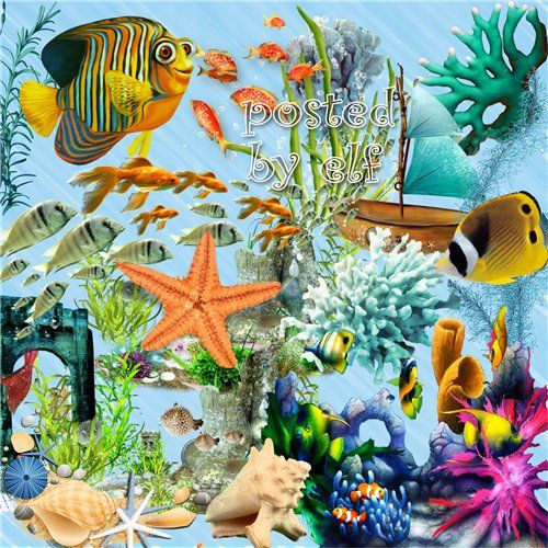 Summer sea clipart png Fish, corals, shells, algae - 106 PNG images download