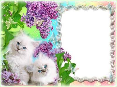 Picture frame with kittens free download - He's so cute Picture frame with kittens free download - He's so cute