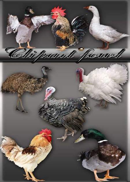 37 PNG, Poultry: turkeys, ducks, roosters, goose, ostrich