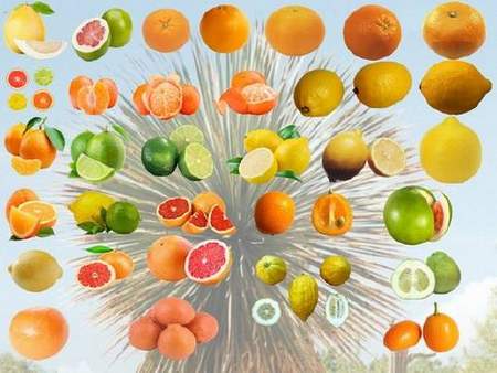 Citrus fruits Clipart psd Citrus fruits Clipart psd