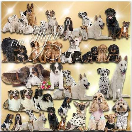 Dogs on a transparent background Dogs on a transparent background