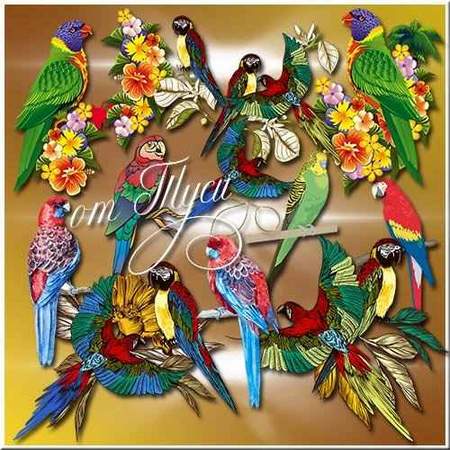 PSD, 20 PNG, Parrots, graphics, images with transparent background