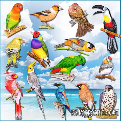 14 PNG, Beautiful birds with transparent background