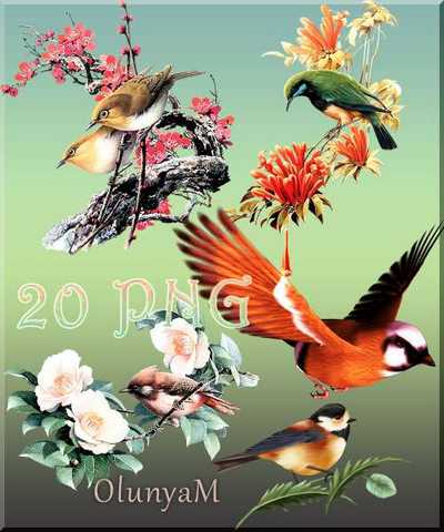 Birds png download - free 20 png images