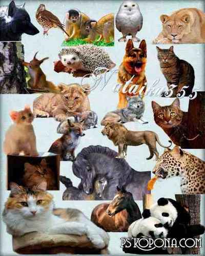 21 PNG, hedgehog, owl, horse, cat and dog, animals and birds on a transparent background, download