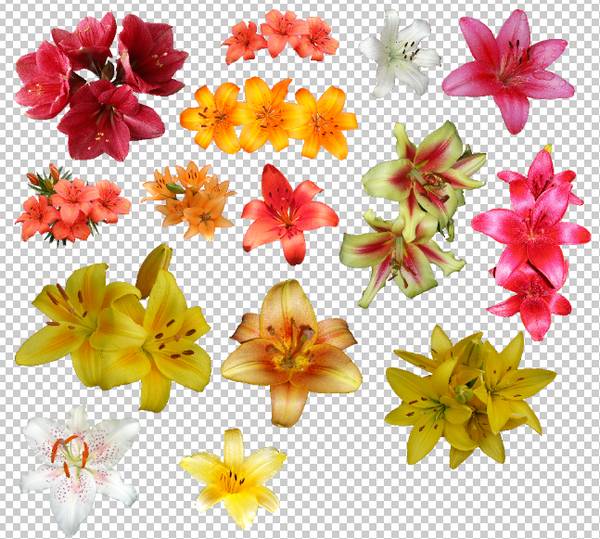 Lily flower PSD and PNG