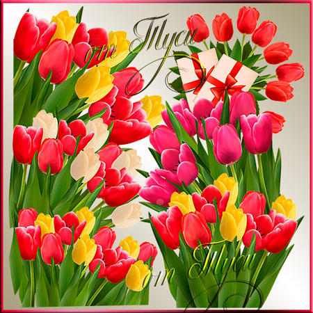 Tulips with transparent background