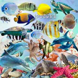 68 Sea png images - Dolphin png, fish png, coral png, shell png, algae png ( transparent, download )