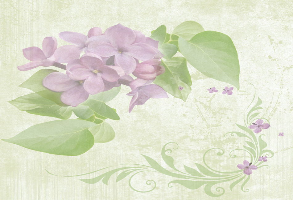 Paper with flowers, Backgrounds for Photoshop