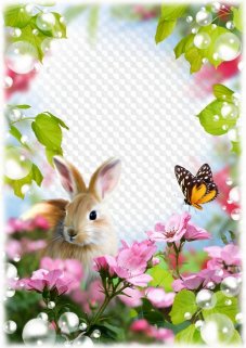 Summer frame with rabbit, poppies, daisies and butterfly