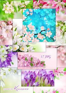 Floral raster backgrounds for design - Spring flowers