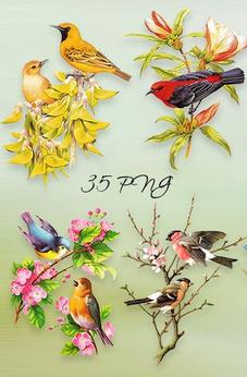 35 PNG, Birds on branches, flowers