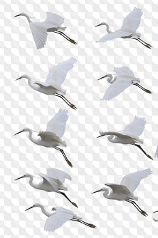 PSD, 24 PNG, White Heron, birds in flight, images with transparent background