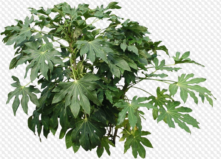 62 PNG, Природа: Ручей, поле, цветочная клумба, кусты круглые, лес, лес ...