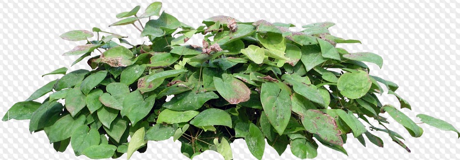 62 PNG, Природа: Ручей, поле, цветочная клумба, кусты круглые, лес, лес ...
