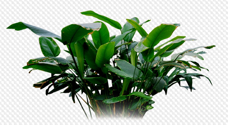 62 PNG, Природа: Ручей, поле, цветочная клумба, кусты круглые, лес, лес ...